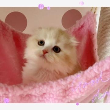 スコティッシュフォールド(折れ耳)【愛媛県・男の子・2023年1月16日・カメオタビーアンドホワイト ロング】の写真「飼いやすい可愛いボク🥰」