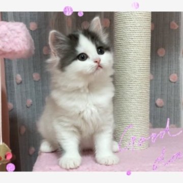 スコティッシュフォールド(立ち耳)【愛媛県・女の子・2023年2月6日・ブラックアンドホワイト ロング】の写真「育てやすい可愛い女の子❤️」