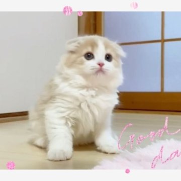 スコティッシュフォールド(折れ耳)【愛媛県・女の子・2023年1月14日・クリームタビーアンドホワイト ロング】の写真「懐こい甘ーいお顔の女の子❤️」