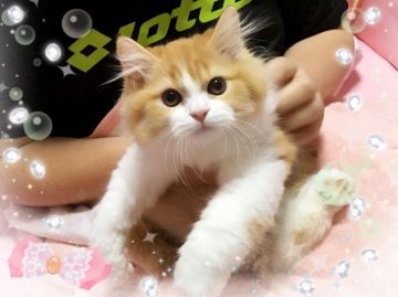 スコティッシュフォールド(立ち耳)【愛媛県・男の子・2017年6月24日・レッドタビーアンドホワイト ロング】の写真「性格最高 体格ばっちり(^^)」