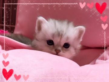 ミヌエット【愛媛県・男の子・2018年9月6日・シルバータビー 長足】の写真「甘えん坊ですね！❣️❣️長足くん！」