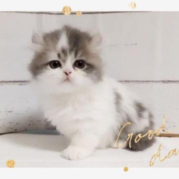 ミヌエット(短足)【愛媛県・男の子・2022年12月3日・ブルータビーアンドホワイト ロング】の写真「ただただ可愛い❤️」