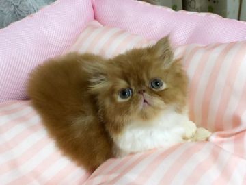 エキゾチックショートヘア【愛媛県・男の子・2019年6月14日・レッドタビーアンドホワイト ロング】の写真「優しい男の子😊」
