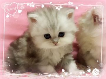 ペルシャ(チンチラ)【愛媛県・女の子・2017年4月9日・シェーデッドシルバー】の写真「むちゃくちゃ可愛い♡」