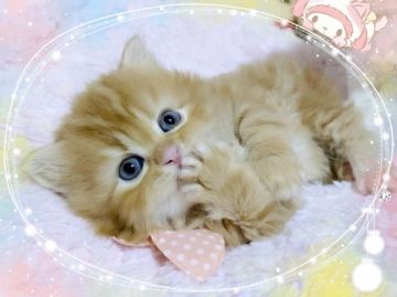 スコティッシュフォールド(立ち耳)【愛媛県・男の子・2020年11月13日・レッドタビー】の写真「愛嬌のある可愛い男の子💕」