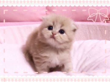 スコティッシュフォールド(折れ耳)【愛媛県・男の子・2018年9月30日・クリームタビーアンドホワイト ロング】の写真「可愛い❤️❤️」