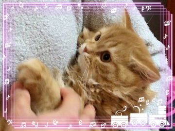 スコティッシュフォールド(立ち耳)【愛媛県・男の子・2019年8月20日・レッドタビ–ロング】の写真「人懐こいヤンチャなぼく💕」