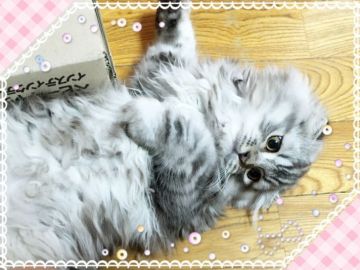 スコティッシュフォールド(折れ耳)【愛媛県・男の子・2017年5月23日・シルバータビー】の写真「ゴージャスで綺麗に育ちました(*☻-☻*)」