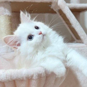 マンチカン(長足)【愛媛県・女の子・2024年7月27日・カメオタビーアンドホワイトバン】の写真「ブルーアイの美猫ちゃん❤️更に美猫に😊❤️」
