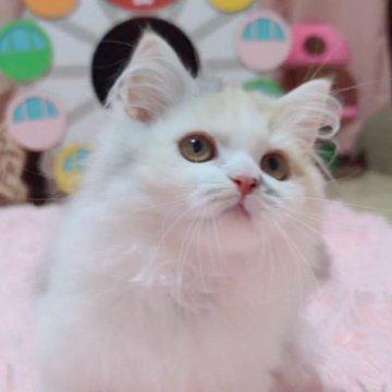 ミヌエット(短足)【愛媛県・女の子・2024年6月15日・シルバーパッチドタビーアンドホワイト】の写真「控えめ　小ぶりな可愛い女の子❤️」