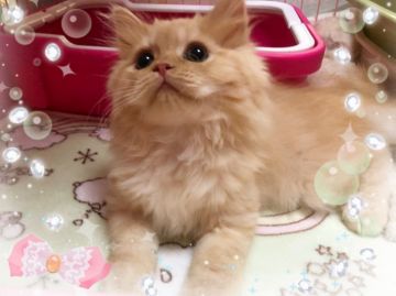 スコティッシュフォールド(立ち耳)【愛媛県・男の子・2017年11月3日・レッドタビー】の写真「元気いっぱいです！(*☻-☻*)」