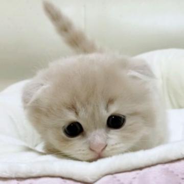 スコティッシュフォールド(折れ耳)【愛媛県・男の子・2022年9月17日・クリームタビー  ロング】の写真「可愛い〜🥰男の子💓」