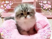 スコティッシュフォールド(折れ耳)【愛媛県・女の子・2018年2月19日・ブルーパッチドタビーアンドホワイト】の写真1