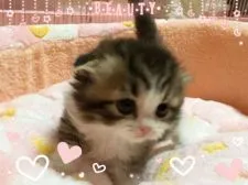 スコティッシュフォールド【愛媛県・男の子・2016年10月16日・ブラウンタビーアンドホワイト】の写真1