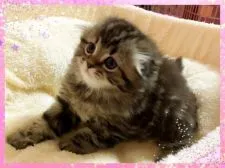 スコティッシュフォールド(折れ耳)【愛媛県・男の子・2018年5月6日・ブラウンタビー ロング】の写真2