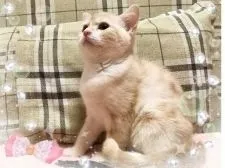 スコティッシュフォールド(立ち耳)【愛媛県・男の子・2017年8月11日・カメオタビーアンドホワイト ショート】の写真2