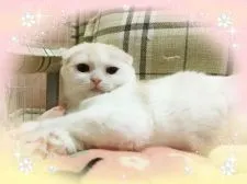 スコティッシュフォールド(折れ耳)【愛媛県・男の子・2017年8月11日・カメオタビーアンドホワイト】の写真3