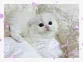 スコティッシュフォールド(折れ耳)【愛媛県・女の子・2023年1月19日・レッドタビーアンドホワイト バン ロング】の写真3