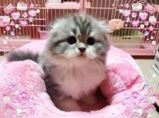 スコティッシュフォールド(折れ耳)【愛媛県・女の子・2018年2月19日・ブルーパッチドタビーアンドホワイト】の写真3