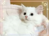 マンチカン(長足)【愛媛県・女の子・2024年7月27日・カメオタビーアンドホワイトバン】の写真3