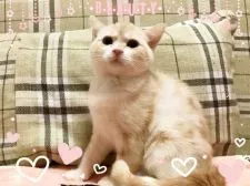 スコティッシュフォールド(立ち耳)【愛媛県・男の子・2017年8月11日・カメオタビーアンドホワイト ショート】の写真3