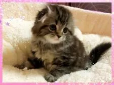 スコティッシュフォールド(折れ耳)【愛媛県・男の子・2018年5月6日・ブラウンタビー ロング】の写真3