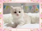スコティッシュフォールド(立ち耳)【愛媛県・女の子・2022年9月17日・カメオタビーアンドホワイト】の写真3