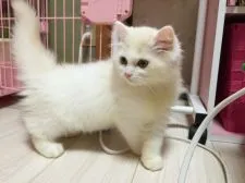 スコティッシュフォールド【愛媛県・男の子・2015年5月18日・クリームタビーアンドホワイト】の写真4