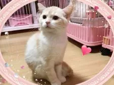 スコティッシュフォールド(立ち耳)【愛媛県・男の子・2017年8月11日・カメオタビーアンドホワイト ショート】の写真4