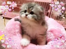 スコティッシュフォールド(折れ耳)【愛媛県・女の子・2018年2月19日・ブルーパッチドタビーアンドホワイト】の写真4