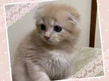 スコティッシュフォールド(折れ耳)【愛媛県・男の子・2019年6月1日・クリームタビー】の写真4