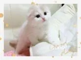スコティッシュフォールド(折れ耳)【愛媛県・男の子・2022年12月22日・カメオタビーアンドホワイト  ロング】の写真4