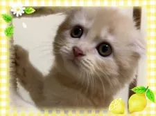 スコティッシュフォールド(折れ耳)【愛媛県・男の子・2019年6月1日・クリームタビー】の写真5
