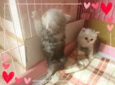ペルシャ(チンチラ)【愛媛県・女の子・2015年12月5日・シェーデッドシルバー】の写真5「右側です。♡」