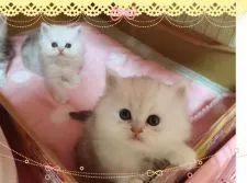 ペルシャ(チンチラ)【愛媛県・男の子・2015年10月20日・チンチラシルバー】の写真5「手前です ♡」