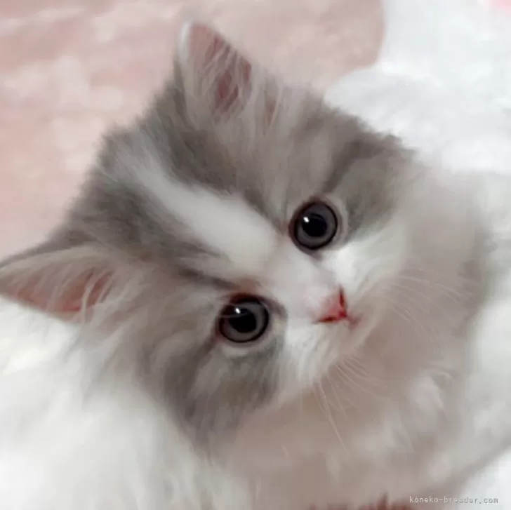 ID：2507-00472の子猫