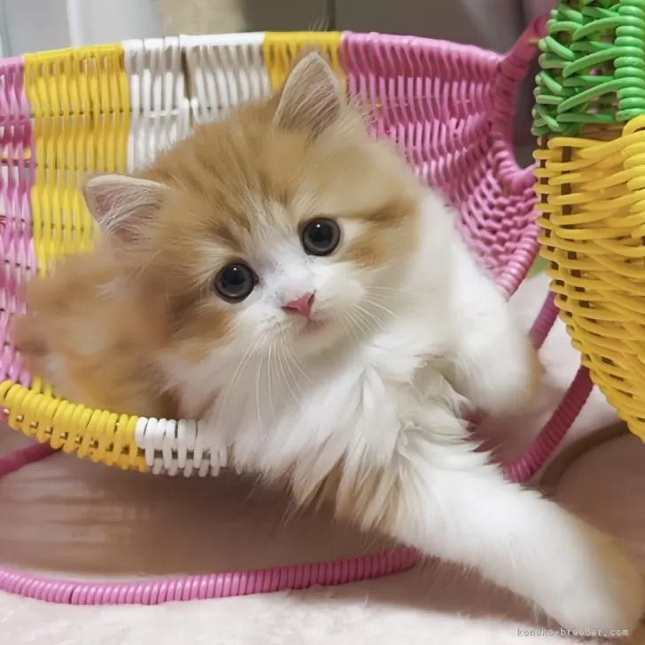 D.S 様のお迎えした子猫