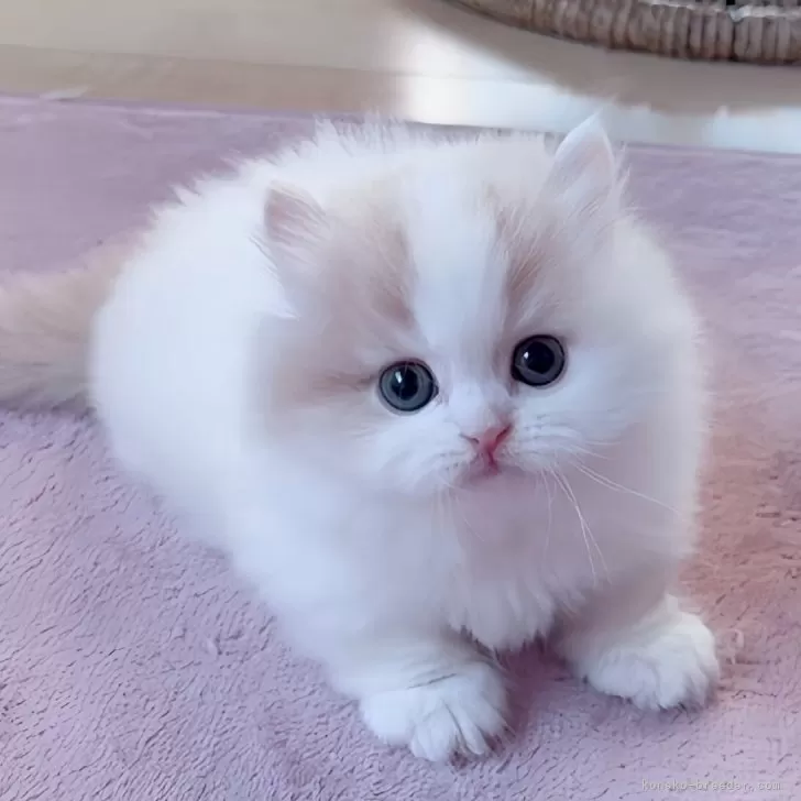 R.K 様のお迎えした子猫