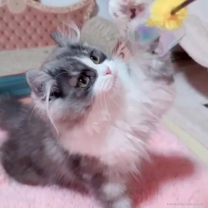 ID:2501-02056の子猫