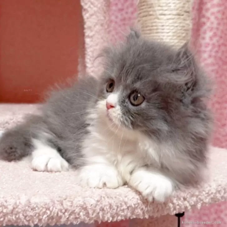 ID：2508-01786の子猫