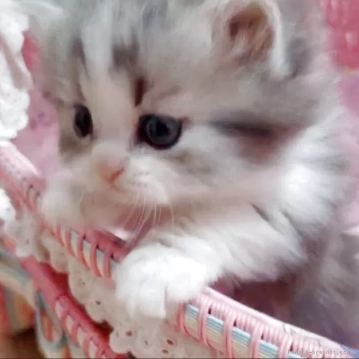 ID：2505-03842の子猫