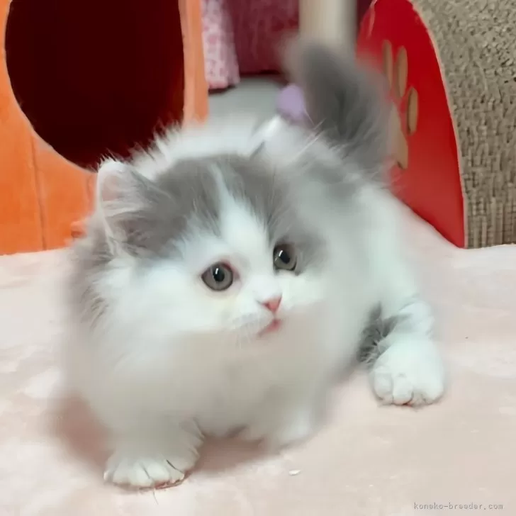 ID：2504-02229の子猫