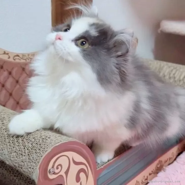 ID:2501-02015の子猫