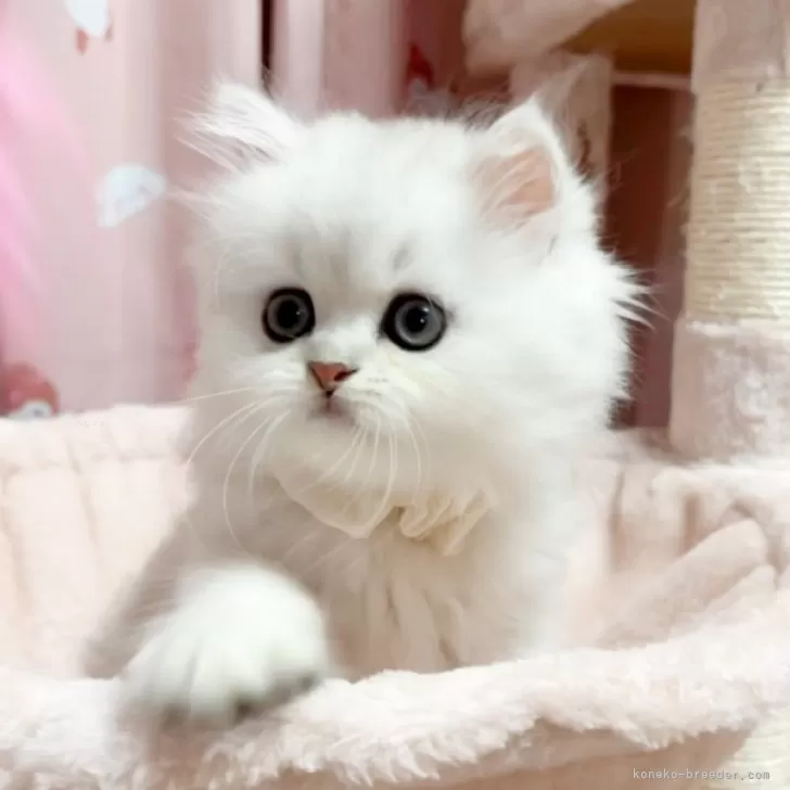 フジタ 様のお迎えした子猫