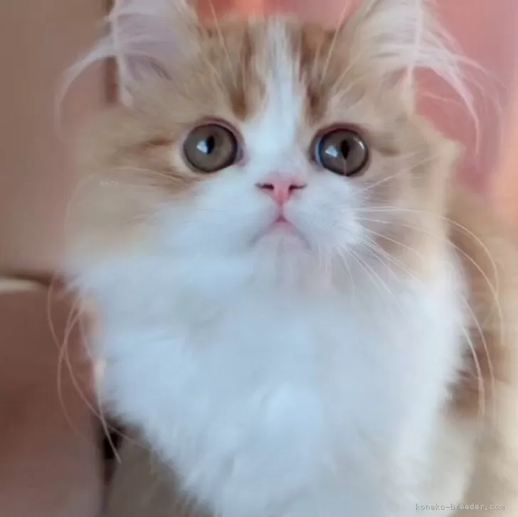 ミヌエット(長足)【愛媛県・男の子・2025年6月17日・レッドタビーアンドホワイト】の写真1