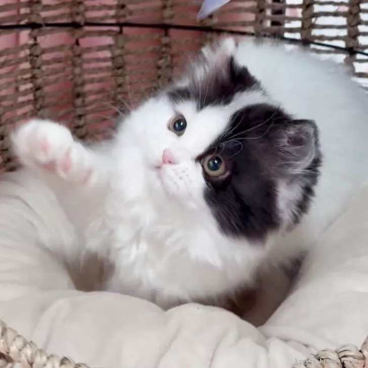 アルト 様のお迎えした子猫