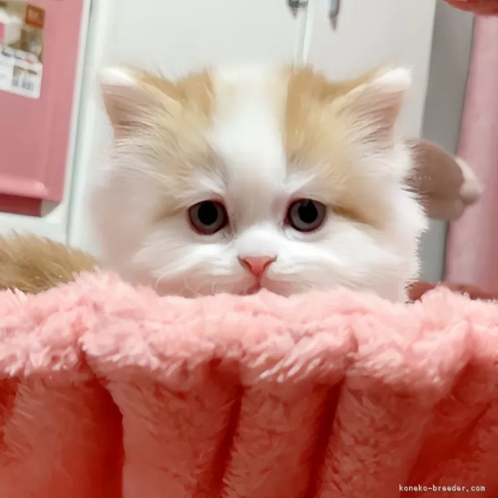 ID:2502-01729の子猫