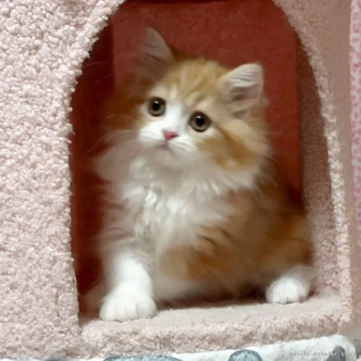 M.M 様のお迎えした子猫