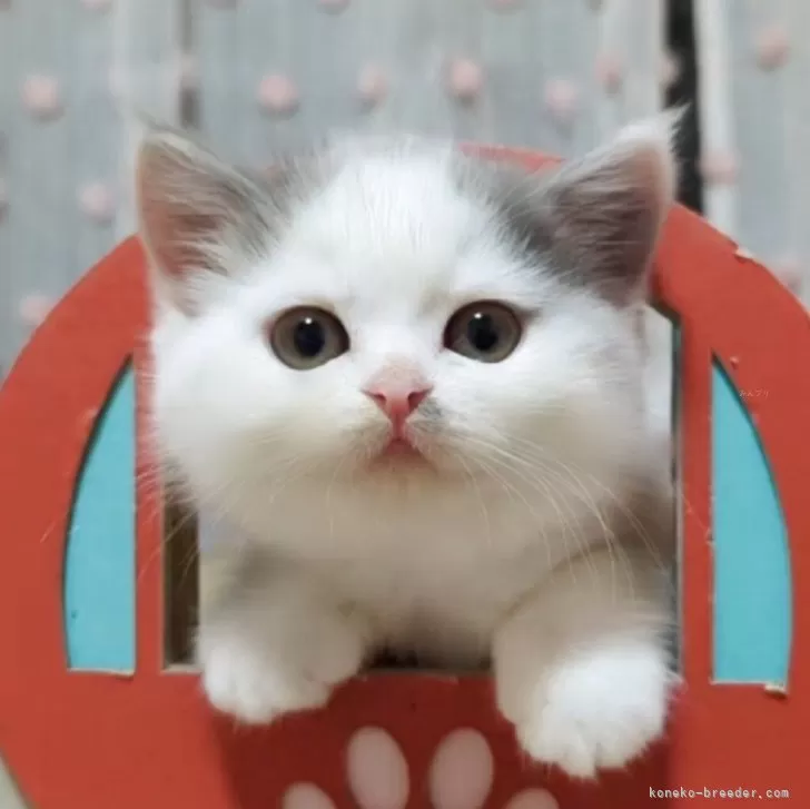 ID：2511-01683の子猫