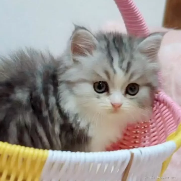 M.T 様のお迎えした子猫